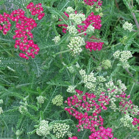 Achillea Millefolium Oertels Rose Oertels Rose Plant Sunlight Gardens