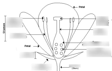 Plant Reproduction Diagram Quizlet