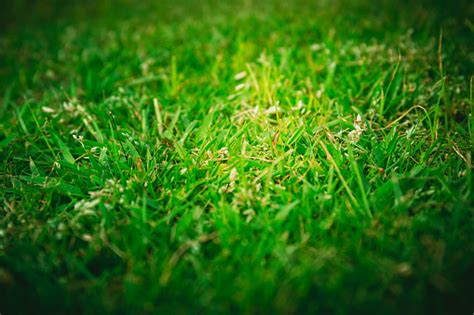 Green Grass Texture Background Stock Photo Download Image Now