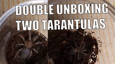 Unboxing Two Tarantulas Brachypelma Hamorii And Tliltocatl Albopilosus