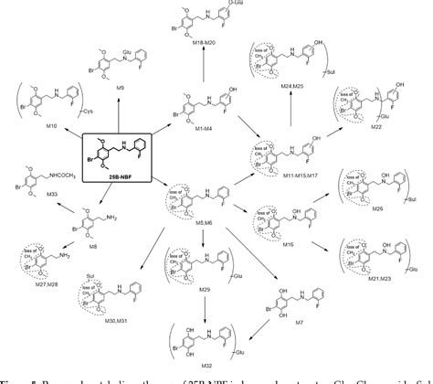 Figure From In Vitro Metabolism Of B Nbf Bromo