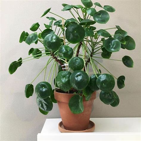 Características E Cuidados Da Planta Chinesa Do Dinheiro Pilea