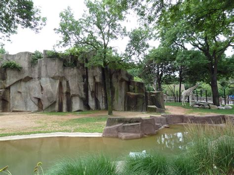 Giraffe Exhibit Zoochat