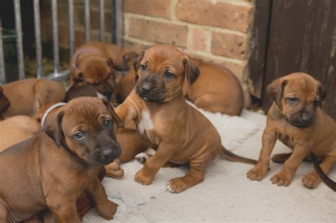 Ridgeback Puppies in Dorset - Some Availability