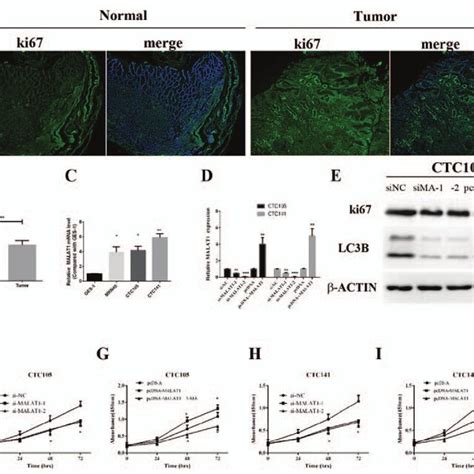 MALAT1 Promotes GC Cell Proliferation A And B Immunofluorescence