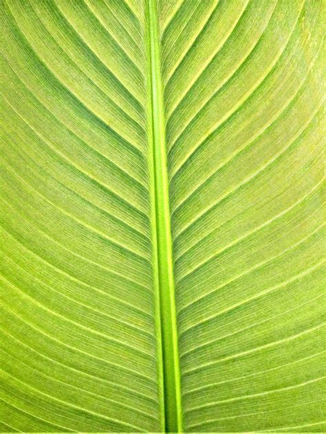 V Xter Banana Leaf Textur Gr Na Gratis Foto P Pixabay Pixabay