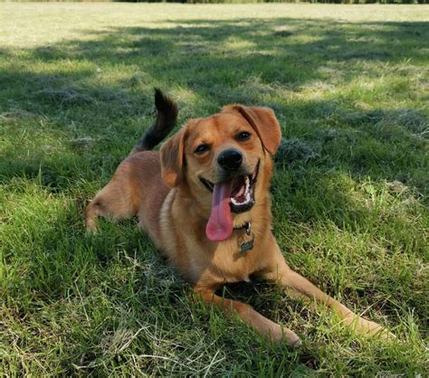 33 Beagle Mixed Breeds: List of Beagle Mix Breed Dogs | PetPress