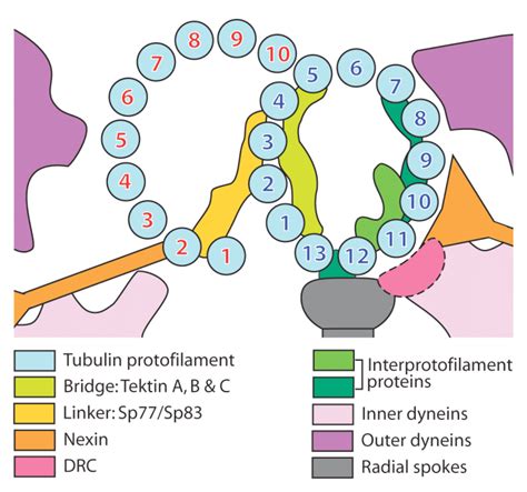 Figure S Schematic Of Proteins Associated With Microtubule Doublets