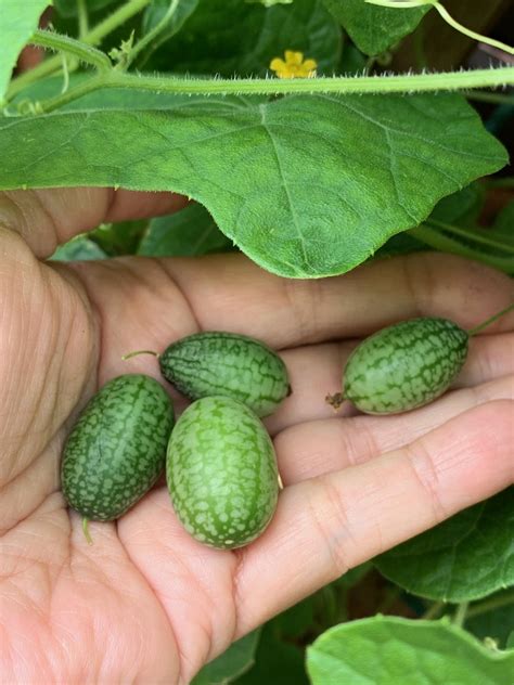 Cucamelon Growing Guide The Gourmantic Garden