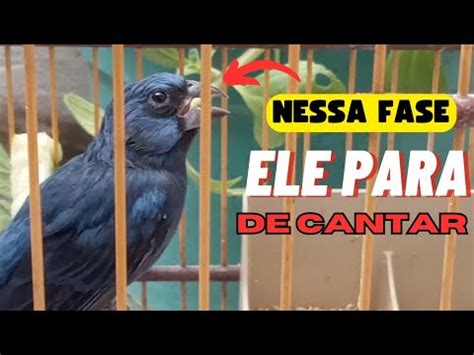 Essa Certeza A Poca Que O Seu Azul O Vai Cantar Menos Youtube