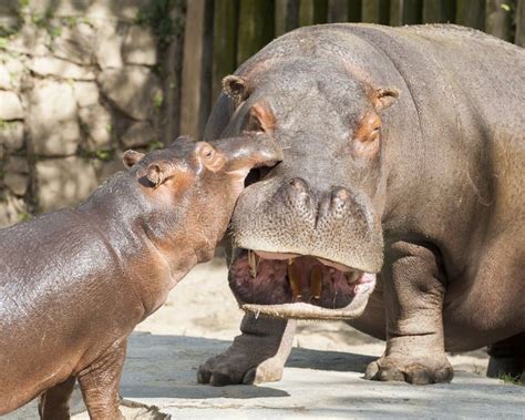 Funny Hippos Stock Image Image Of Safari Wildlife Nature 35267421