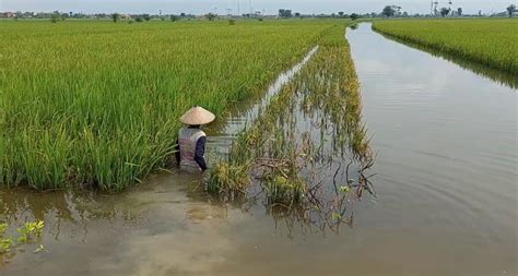 Banjir Di Kudus Belum Surut Hektare Sawah Masih Terendam Banjir