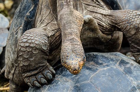 Humping Galapagos Turtle San Christobal Galapagos Island Flickr