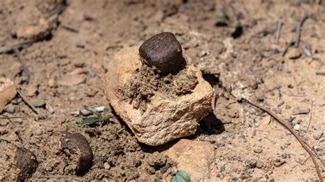 Why do wombats poop cubes? Scientists may finally have the answer | CNN