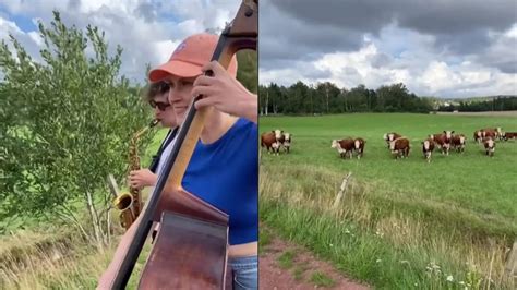 Vídeo La sorprendente reacción de un rebaño de vacas al escuchar