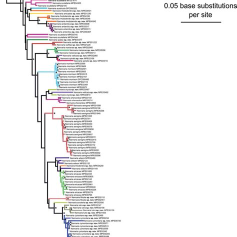 Maximum Likelihood Phylogeny Of The Nannaria Wilsoni Species Group