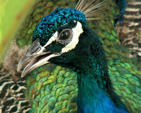 Peacock Wikieup Arizona One Of The Nicest Roadside Cafe Flickr