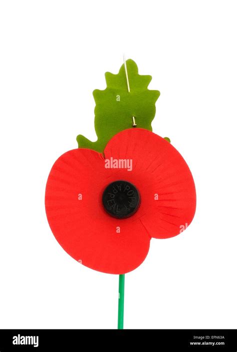 Royal British Legion Poppy Appeal Remembrance Day Poppy Stock Photo - Alamy