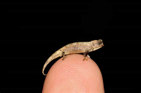 New Contender for World’s Smallest Reptile Discovered in Madagascar » TwistedSifter