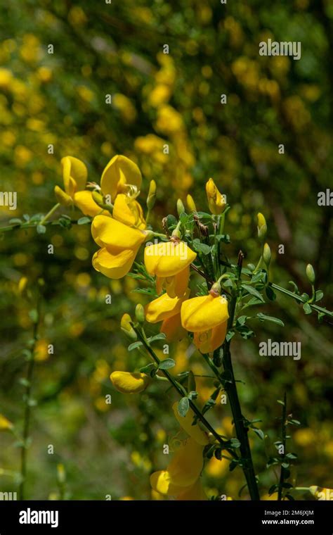 Blooming Yellow Flowers Of Cytisus Scoparius Sarothamnus Scoparius