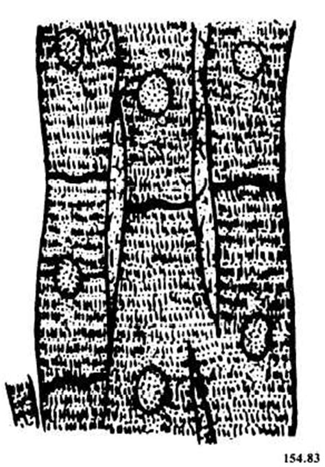 Figure 3-8.Striated (Voluntary) Muscle.