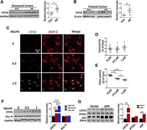 Cip2a Expression Levels Are Increased In Ad Human Brains And In