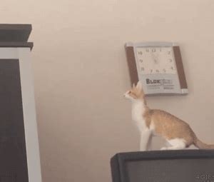 Unfortunate Cat Jump Fails