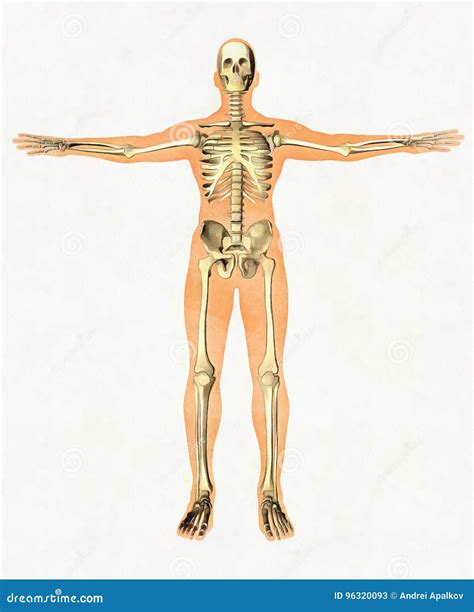 Guia Da Anatomia Do Esqueleto Humano Placa Didático Do Sistema ósseo