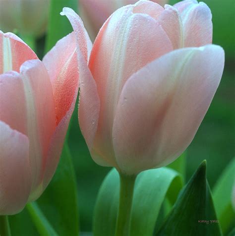 Spring Tulips Photograph by Kathy Yates - Fine Art America