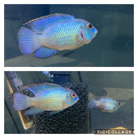 My Breeding Pair Of Electric Blue Acara Rcichlid