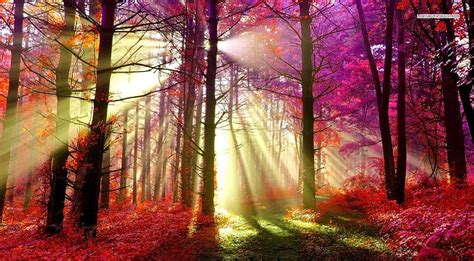 Sun Shining Through Red Autumn Forest Sun Rays Nature Sunshine