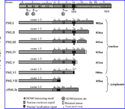 Figure 1 From Role Of Promyelocytic Leukemia Protein In Host Antiviral