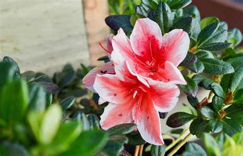 How To Grow And Care For Azaleas Diacos