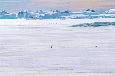 Silhouettes of penguins in snowy landscape - Stock Photo - Dissolve