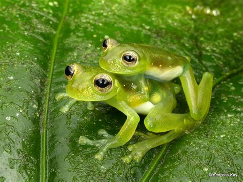 Comunicaci N Herpetol Gica Como Es La Reproducci N En Anfibios