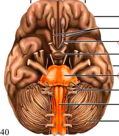 Brain Inferior View Diagram Quizlet