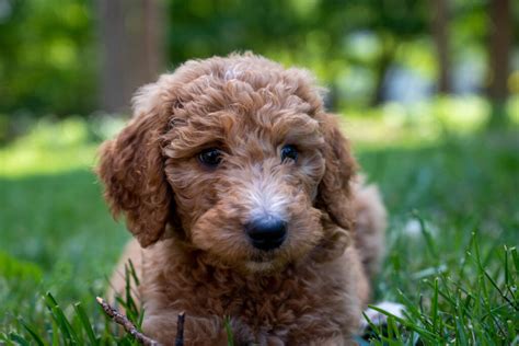 Goldendoodle Breeders In California 9 Best Choices