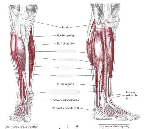 Bi Tobin Muscles That Move The Ankle Foot And Toe Diagram Quizlet