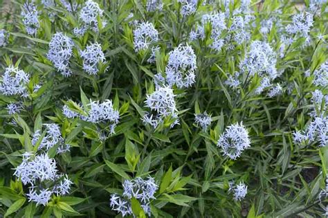 Amsonia Tabernaemontana Blue Star