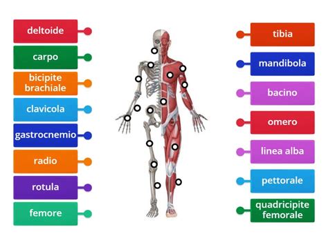 L Apparato Muscolo Scheletrico Labelled Diagram