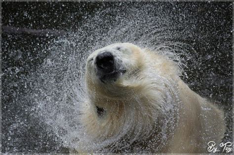 Animals And Water: Shots You Must See - VIEWBUG.com