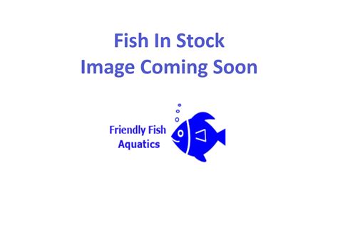 Koi Swordtail Friendly Fish Aquatics