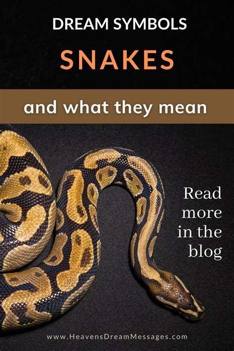 Dream Symbols Snakes And What They Mean Dream Symbols Dream