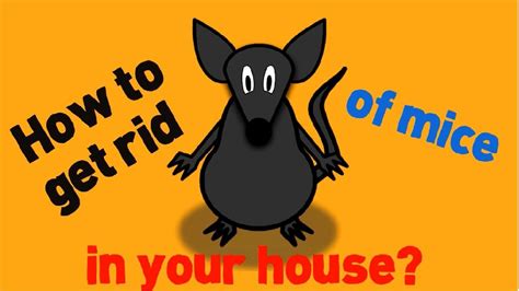 How To Get Rid Of Mice In Your House Fast And Naturally Youtube