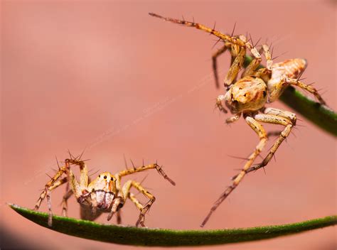 Expressive Jumping Spiders R Macrophotography