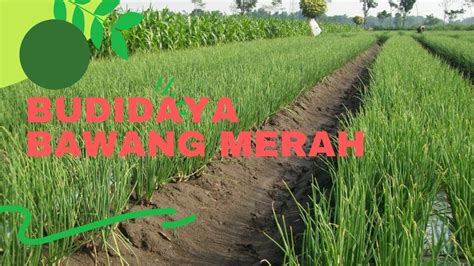 Teknis Budidaya Bawang Merah YouTube