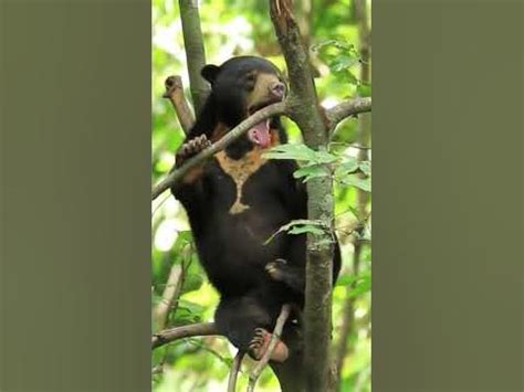 Необычный язык самого мелкого медведя🐻 Солнечный медведь - YouTube