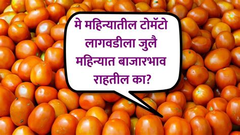 मे महिन्यातील टोमॅटो लागवडीला जुलै महिन्यात बाजारभाव राहतील का टोमॅटोशेतीटिप्स बाजारभाव