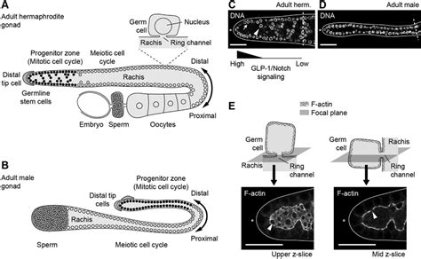 Anatomy Of The C Elegans Gonad A Adult Hermaphrodite Gonad B