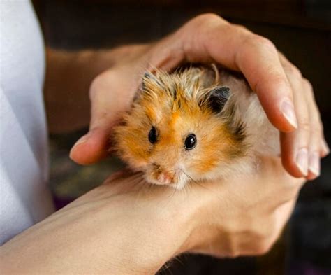 Premium Photo Close Up Of Hand Holding Ginger Syrian Hamster